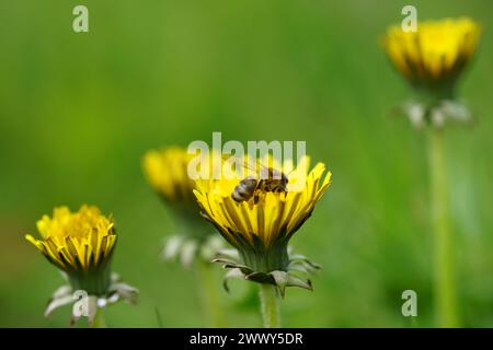 Honigbiene arbeiten am gelben Löwenzahn im Sommergarten, Nahaufnahme, Seitenansicht. Stockfoto