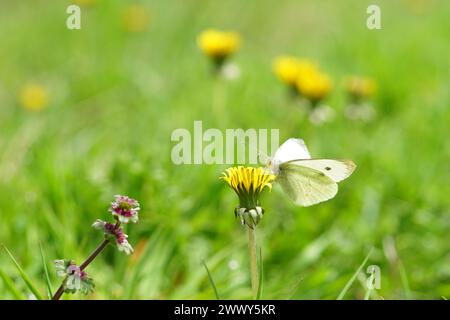 Weißer Schmetterling auf gelber Löwenblume in einem Sommergarten, Nahaufnahme, Seitenansicht. Stockfoto