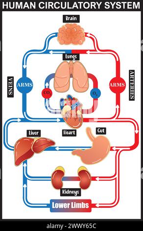 Menschliches Kreislaufsystem Vektor-Illustrationsdiagramm, medizinische Infografik. Blutgefässschema. Stock Vektor