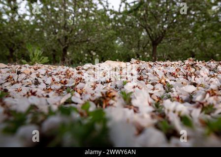 Mandelblüten werden auf dem Boden eines Mandelfeldes in ihrer letzten Blütephase im katalanischen Dorf Sarroca de Lleida, Spanien, gesehen. Stockfoto