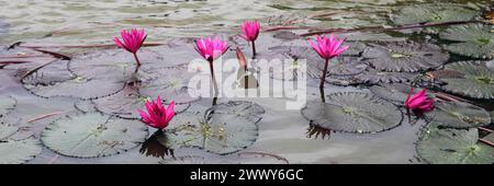 Nahaufnahme von rosa Wasserlilien in einem Teich Stockfoto