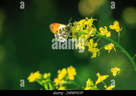 Anthocharis-Kardaminen Orangenspitze männlicher Schmetterling, der auf gelbe Rapsblüten forscht Stockfoto