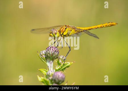 Nahaufnahme von einer weiblichen vagrant Darter, Sympetrum Vulgatum, Vegetation hängen Stockfoto