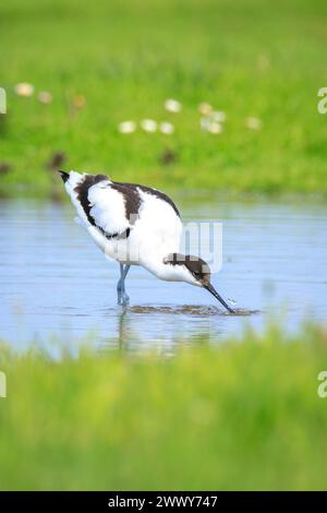 Nahaufnahme eines Rattenbärbling, Recurvirostra avosetta, Nahrungssuche im blauen Wasser Stockfoto