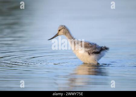 Pied Säbelschnäbler Recurvirostra avosetta Wader vogel küken Nahrungssuche im Wasser Stockfoto