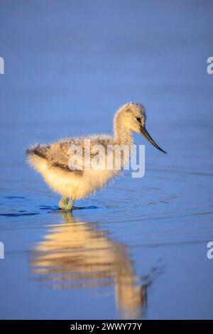 Pied Säbelschnäbler Recurvirostra avosetta Wader vogel küken Nahrungssuche im Wasser Stockfoto