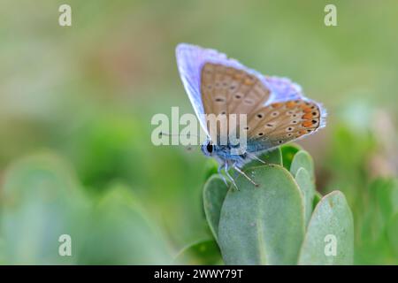 Am frühen Morgen Blauer Schmetterling, Polyommatus icarus, bestäubt auf einer Blume auf einer Wiese unter hellem Sonnenlicht. Stockfoto