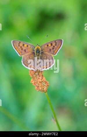 Rußiger Kupferschmetterling Lycaena tityrus bestäubt im Sommer auf einer Auerauchblume. Stockfoto