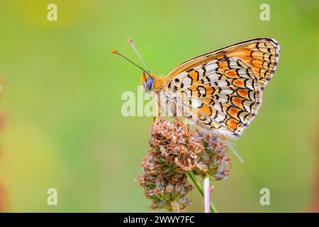 Nahaufnahme einer flockenblume fritillary, Melitaea phoebe, Schmetterling ruht und die Bestäubung in hellem Sonnenlicht. Stockfoto