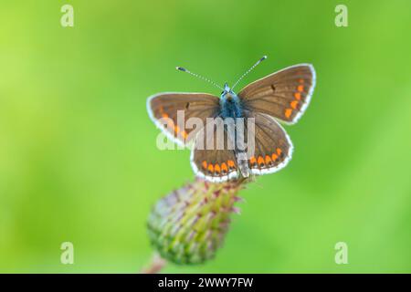 Nahaufnahme des braunen Argusschmetterlings, Aricia agestis, bestäubt in einem Blumenfeld. Draufsicht, offene Flügel Stockfoto