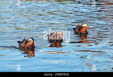 Drei Mandarinenten an der Themse. West Molesey, Surrey, England. Stockfoto