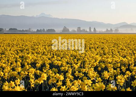 WA25129-00...WASHINGTON - gelbe Trompeten-Narzissen blühen auf einem Handelsfeld im Skagit Valley nahe Mount Vernon. Stockfoto