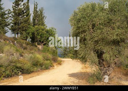 Ein Pfad in einem mediterranen Wald mit Eichen, Zypressen und Olivenbäumen, im Judäa-Gebirge bei Jerusalem, Israel. Stockfoto