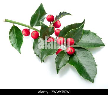 Europäischer stechpalmenzweig - Ilex mit roten Beeren isoliert auf weißem Hintergrund. Stockfoto