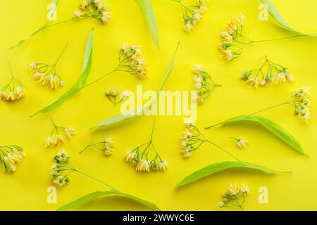 Sammlung von Lindenblüten, Lindenblättern und Blättern isoliert auf gelbem Hintergrund. Stockfoto