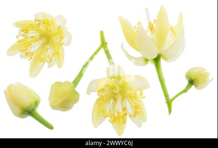 Sammlung von Lindenblüten, tilia-Deckblättern und Blättern isoliert auf weißem Hintergrund. Datei enthält Beschneidungspfade. Stockfoto