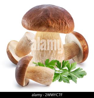 Stachelpilze und frische Petersilienblätter auf weißem Hintergrund. Stockfoto
