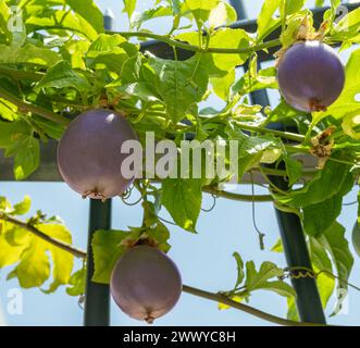 Dunkelviolette Passionsfrüchte an Passiflora-Rebe in der Gartennähe. Stockfoto