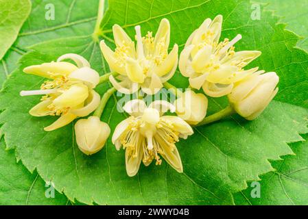 Linden blüht über Lindenblätter Großaufnahme. Stockfoto