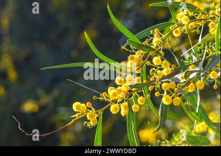 Schöne hellgelbe, haarige Mimosa-Blüten aus nächster Nähe. Blühender Mimosabaum in Frühfrühlingswellen am Wind. Sonniger Frühlingstag 5 Stockfoto
