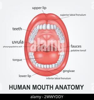 Menschliche Mundanatomie, offener Mund mit Erklärung, Vektor-Illustration Stock Vektor