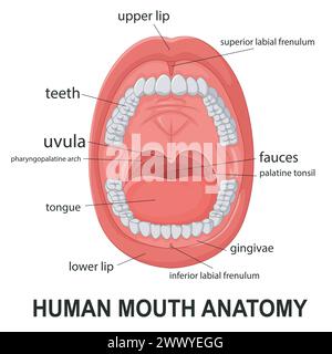 Menschliche Mundanatomie, offener Mund mit Erklärung, Vektor-Illustration Stock Vektor
