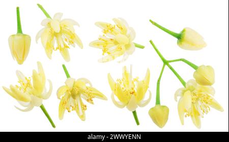 Sammlung von Lindenblüten isoliert auf weißem Hintergrund. Beschneidungspfade. Stockfoto