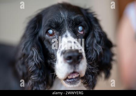 Ein schwarz-weißer Hund mit einem weißen Fleck im Gesicht Stockfoto
