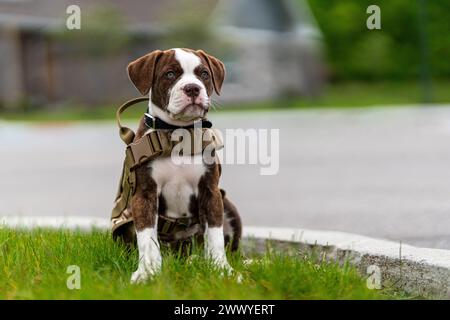 Ein brauner und weißer Hund sitzt auf dem Gras. Der Hund trägt eine Weste und einen Kragen Stockfoto