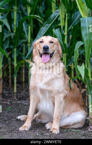 Ein Hund sitzt auf einem Maisfeld. Der Hund ist braun und hat eine Zunge Stockfoto
