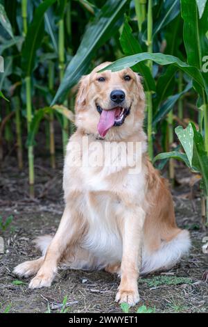 Ein goldener Retriever sitzt auf einem Maisfeld. Der Hund lächelt und hat seine Zunge raus Stockfoto