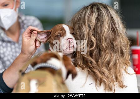 Eine Frau hält einen braunen und weißen Hund. Der Hund schaut in die Kamera Stockfoto