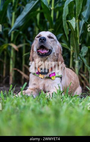 Ein Hund liegt mit einem Halsband im Gras. Es lächelt und ist glücklich Stockfoto