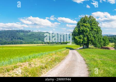 Dieses Bild zeigt eine ruhige Szene eines Kiesweges, der sich durch üppige grüne Felder unter einem klaren blauen Himmel schlängelt. Der Weg führt zu einem großen Baum und einem fernen Wald, der ein Gefühl der Ruhe und Verbindung mit der Natur schafft Stockfoto