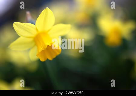 Cenin-Pedr, Narzissen, Narzissen Stockfoto