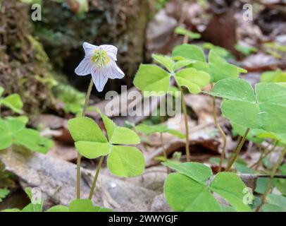 Oxalis acetosella weiße Blüte mit rosa Venus und dreiblättrigen Blättern. Sauerampfer- oder Sauerampfer-Pflanze im Wald in der Nähe von Salas, Asturias, Spa Stockfoto