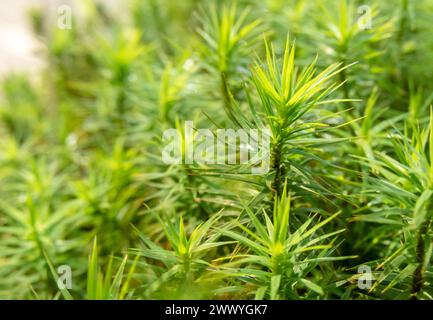 Hellgrünes Moos am sonnigen Waldrand. Polytrichum Commune, gemeinsame Haarkappe, große goldene Mädchenhaare, große goldilocks, gemeine Haarkappenmoos oder Kombo Stockfoto