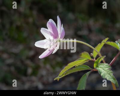 Anemonoides nemorosa, Anemone nemorosa oder Holzanemone blühende Pflanze mit blasslila Blüte im Wald bei Salas, Asturias, Spanien Stockfoto