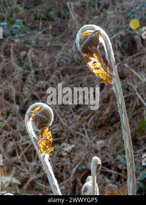 Brackenfarn Jungwuchs auf den trockenen Pflanzen des vergangenen Jahres verschwimmen Hintergrund. Pteridium aquilinum oder Adlerfarn Pflanzensprossen Stockfoto