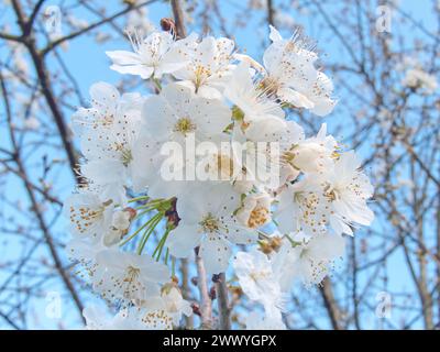 Schöne weiße Kirschblüte auf dem verschwommenen blauen Himmel Hintergrund. Süße Kirschblüten oder prunus Avium Blüten. Stockfoto