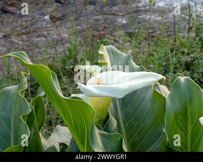 Calla-Lilie oder Arum-Lilie, weiße Blüte und glänzende Blätter. Zantedeschia aethiopica blühende Pflanze. Stockfoto