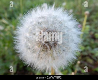 Weißer, flauschiger Blowball. Löwenzahn oder taraxacum officinale Samenkopf mit Reifen Früchten. Stockfoto