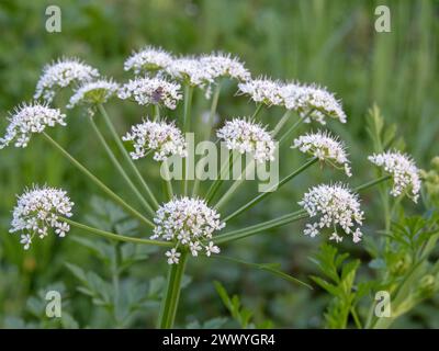 Oenanthe Crocata kleine weiße Blüten. Hemlock-Wassertropfkraut oder die Finger des Toten Mannes umhüllen die Infloreszenz-Nahaufnahme. Extrem giftige Pflanze. Stockfoto