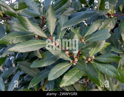 Laurus nobilis oder Lorbeerbaum- oder Lorbeerpflanzenzweige mit Blättern und Blüten. Stockfoto