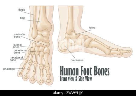 Menschliche Fußknochen, anatomische Vorder- und Seitenansicht, Vektor-Illustration Stock Vektor