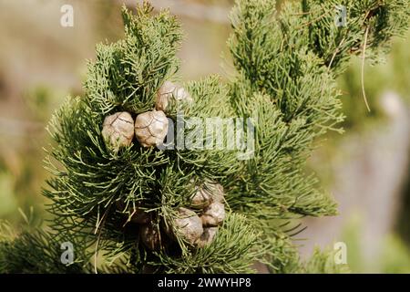 Nahaufnahme der gewöhnlichen Zypresse cupressus sempervirens mit Zypressennüssen im Naturgebiet San Antonio de Alcoy, Spanien Stockfoto