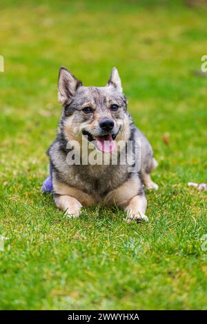 Die Hunderasse Westgoth Spitz oder Schwedisch Vallhund liegt auf grünem Gras Stockfoto