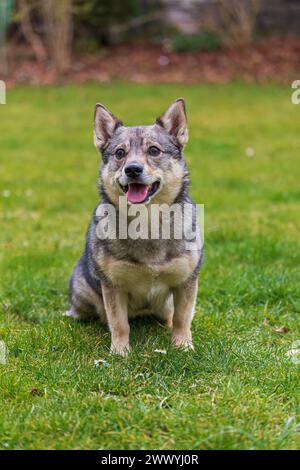 Die Hunderasse Westgoth Spitz oder Schwedisch Vallhund liegt auf grünem Gras Stockfoto