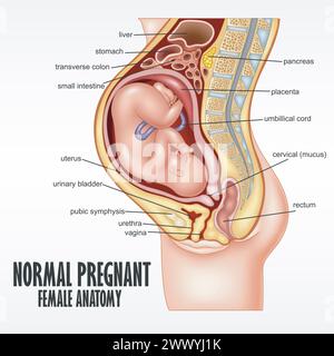 Normale Schwangere Weibliche Anatomie, Vektor-Illustration Stock Vektor