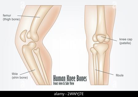 Menschliche Knieknochen – Vorderansicht Und Seitenansicht Anatomie, Vektor-Illustration Stock Vektor